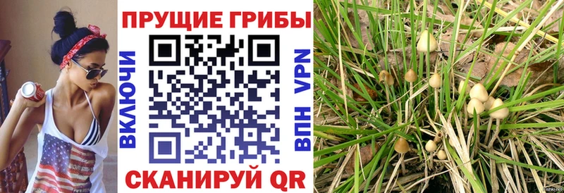 Галлюциногенные грибы MAGIC MUSHROOMS  где продают   Арамиль 